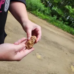 red-banded webcap thumbnail 3