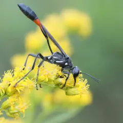Common Thread-waisted Wasp thumbnail 4