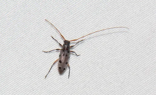 Lepturges regularis