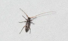 Lepturges regularis thumbnail 1