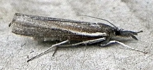 Thaumatopsis solutellus