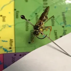 Psammaletes mexicanus thumbnail 2