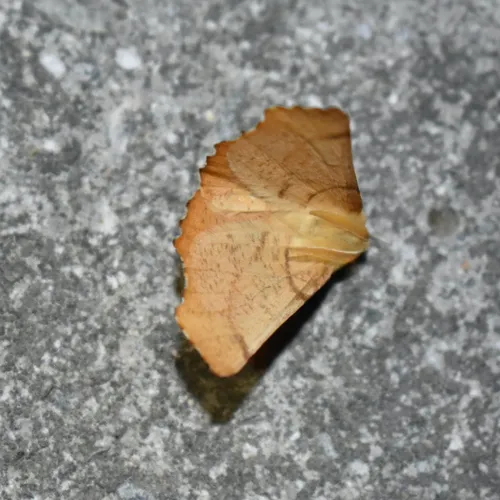 Canary-shouldered Thorn