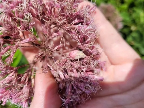 Anthodiplosis eutrochii
