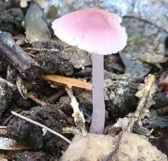 Rosy Bonnet thumbnail 4