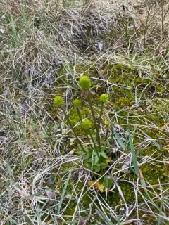Sulphur Buttercup thumbnail 2