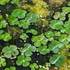 clover fern thumbnail 2