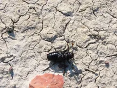 Moneilema annulatum thumbnail 2