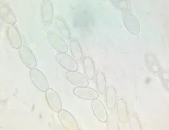 Peziza griseorosea thumbnail 3
