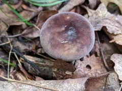 Russula alachuana thumbnail 1
