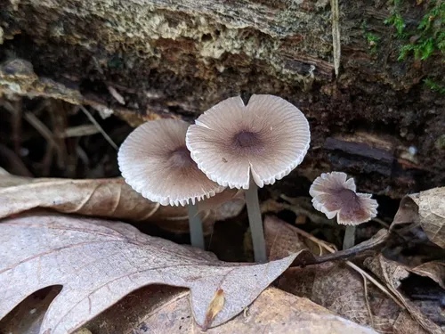 Pluteus eludens