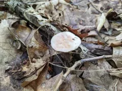Agaricus pallens thumbnail 3