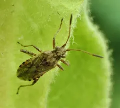 Stictopleurus punctiventris thumbnail 3
