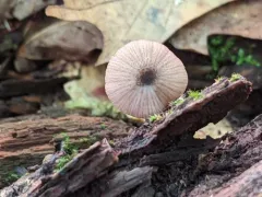 Entoloma pulchripes thumbnail 3