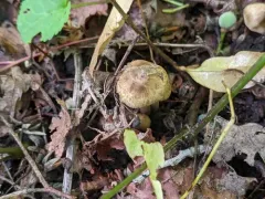 Inocybe luteifolia thumbnail 3