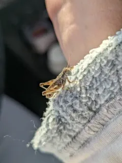 Tiny Spur-throat Grasshopper thumbnail 4