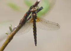 Broad-tailed Shadowdragon thumbnail 3