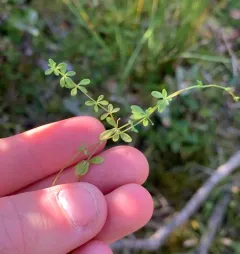 Bog Bedstraw thumbnail 3