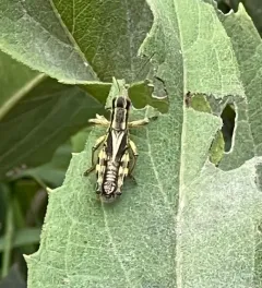 Walsh's Locust thumbnail 2