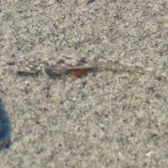 Arrow Goby thumbnail 3
