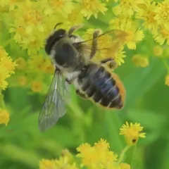 Western Leafcutter Bee thumbnail 3