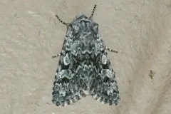 Psammopolia arietis thumbnail 2