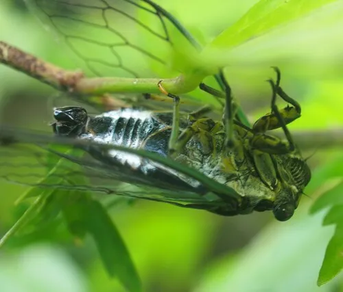 Linne's Cicada
