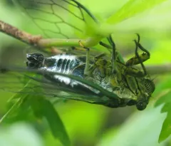 Linne's Cicada thumbnail 1