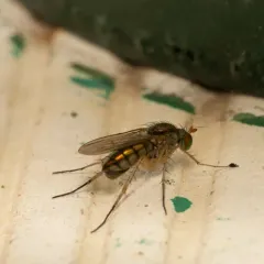 Dolichopus cuprinus thumbnail 2