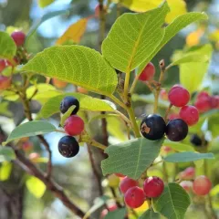 coffeeberry thumbnail 2