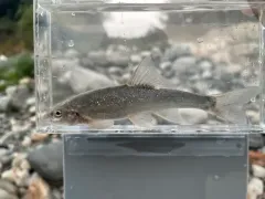 Leopard Dace thumbnail 4