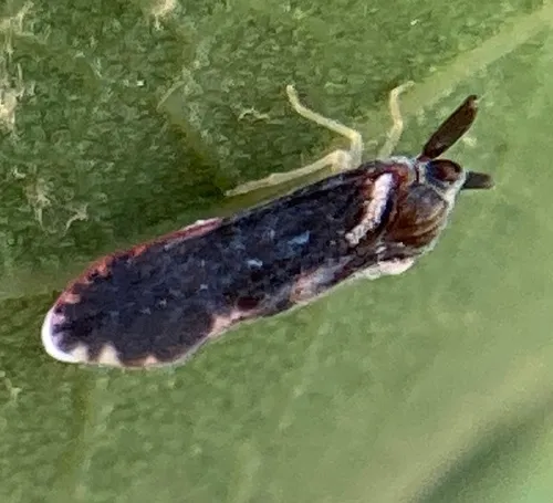 Patara vanduzei