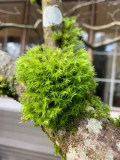 Orthotrichum consimile thumbnail 4