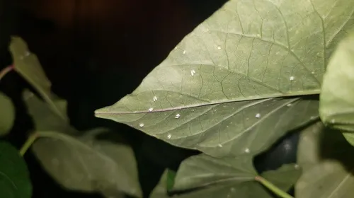 Silverleaf Whitefly
