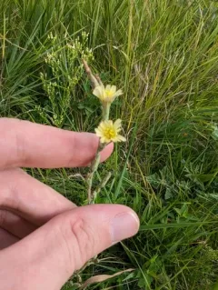 Willowleaf Lettuce thumbnail 3