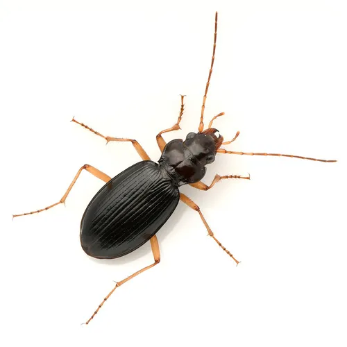Nebria eschscholtzii
