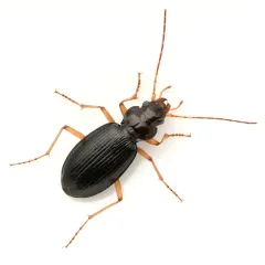Nebria eschscholtzii thumbnail 1