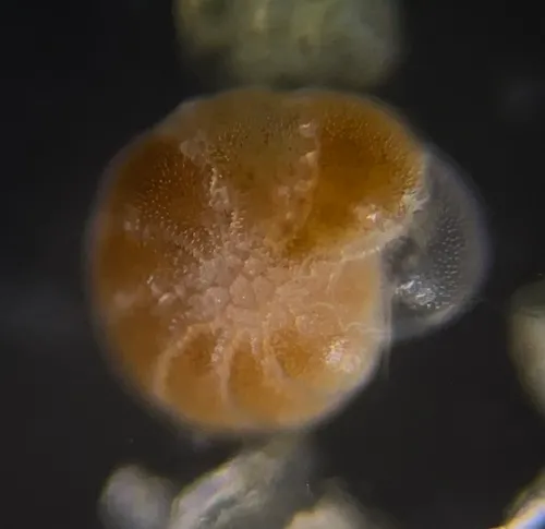Elphidium excavatum