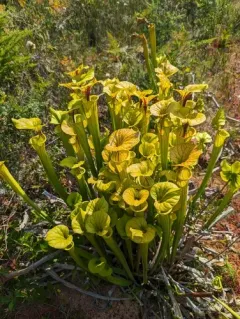 yellow pitcher plant thumbnail 3