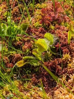 Venus flytrap thumbnail 2