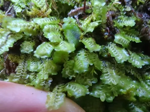 Macrodiplophyllum flaccidum