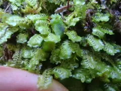 Macrodiplophyllum flaccidum thumbnail 1
