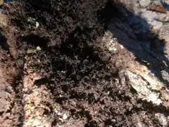 Sorocybe resinae thumbnail 1