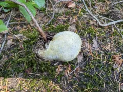 Polyporoletus sylvestris thumbnail 3