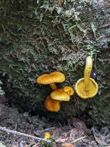 Tricholomopsis flavissima