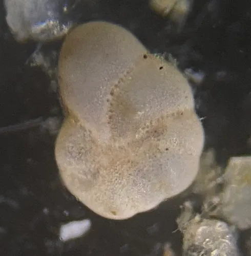 Elphidiella arctica