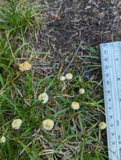 sphagnum brownie thumbnail 4
