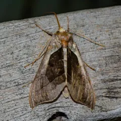 Hologram Moth thumbnail 3