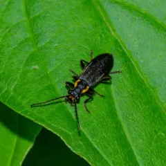Wrinkled Soldier Beetle thumbnail 2