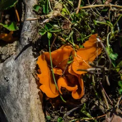 orange peel fungus thumbnail 4